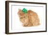 St Patricks Day Cat Looking at Viewer-Willee Cole-Framed Photographic Print