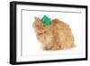 St Patricks Day Cat Looking at Viewer-Willee Cole-Framed Photographic Print