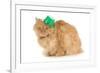 St Patricks Day Cat Looking at Viewer-Willee Cole-Framed Photographic Print