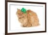 St Patricks Day Cat Looking at Viewer-Willee Cole-Framed Photographic Print