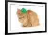 St Patricks Day Cat Looking at Viewer-Willee Cole-Framed Photographic Print