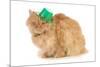 St Patricks Day Cat Looking at Viewer-Willee Cole-Mounted Photographic Print