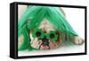 St Patricks Day Dog-Willee Cole-Framed Stretched Canvas