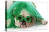 St Patricks Day Dog-Willee Cole-Stretched Canvas