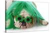 St Patricks Day Dog-Willee Cole-Stretched Canvas