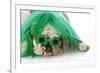 St Patricks Day Dog-Willee Cole-Framed Photographic Print