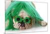 St Patricks Day Dog-Willee Cole-Mounted Photographic Print