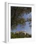 St. Paul De Vence, Alpes Maritimes, Provence, Cote d'Azur, France, Europe-Sergio Pitamitz-Framed Photographic Print