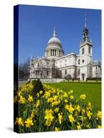 St. Paul's Cathedral with Daffodils, London, England, United Kingdom, Europe-Stuart Black-Stretched Canvas