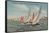 St. Petersburg, FL - View of Lightning Regatta Race-Lantern Press-Framed Stretched Canvas