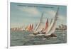 St. Petersburg, FL - View of Lightning Regatta Race-Lantern Press-Framed Art Print