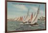 St. Petersburg, FL - View of Lightning Regatta Race-Lantern Press-Framed Art Print