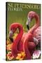 St. Petersburg, Florida - Flamingos-Lantern Press-Stretched Canvas