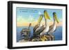 St. Petersburg, Florida, View of a Pelican Family in Sunny Florida-Lantern Press-Framed Art Print