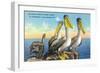 St. Petersburg, Florida, View of a Pelican Family in Sunny Florida-Lantern Press-Framed Art Print