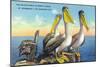St. Petersburg, Florida, View of a Pelican Family in Sunny Florida-Lantern Press-Mounted Art Print