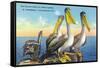 St. Petersburg, Florida, View of a Pelican Family in Sunny Florida-Lantern Press-Framed Stretched Canvas