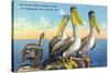 St. Petersburg, Florida, View of a Pelican Family in Sunny Florida-Lantern Press-Stretched Canvas