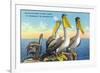 St. Petersburg, Florida, View of a Pelican Family in Sunny Florida-Lantern Press-Framed Premium Giclee Print