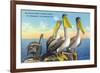 St. Petersburg, Florida, View of a Pelican Family in Sunny Florida-Lantern Press-Framed Premium Giclee Print