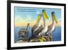 St. Petersburg, Florida, View of a Pelican Family in Sunny Florida-Lantern Press-Framed Art Print