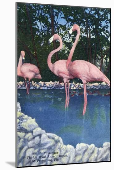 St. Petersburg, Florida, View of Pink Flamingos at Florida Wild Animal Ranch-Lantern Press-Mounted Art Print