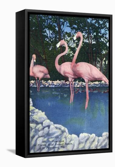 St. Petersburg, Florida, View of Pink Flamingos at Florida Wild Animal Ranch-Lantern Press-Framed Stretched Canvas