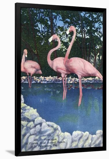 St. Petersburg, Florida, View of Pink Flamingos at Florida Wild Animal Ranch-Lantern Press-Framed Art Print