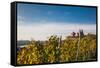 St. Stephansmunster cathedral from vineyard, Breisach, Black Forest, Baden-Wurttemberg, Germany-null-Framed Stretched Canvas