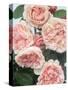 St. Swithan Roses-Clay Perry-Stretched Canvas