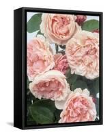 St. Swithan Roses-Clay Perry-Framed Stretched Canvas