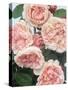 St. Swithan Roses-Clay Perry-Stretched Canvas