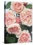 St. Swithan Roses-Clay Perry-Stretched Canvas
