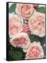 St. Swithan Roses-Clay Perry-Framed Stretched Canvas