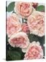 St. Swithan Roses-Clay Perry-Stretched Canvas