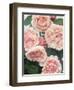 St. Swithan Roses-Clay Perry-Framed Photographic Print