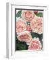 St. Swithan Roses-Clay Perry-Framed Photographic Print