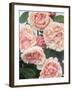 St. Swithan Roses-Clay Perry-Framed Photographic Print