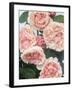 St. Swithan Roses-Clay Perry-Framed Photographic Print