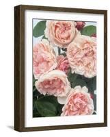 St. Swithan Roses-Clay Perry-Framed Photographic Print