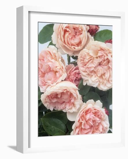 St. Swithan Roses-Clay Perry-Framed Photographic Print
