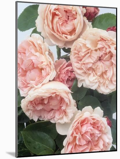 St. Swithan Roses-Clay Perry-Mounted Photographic Print