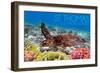 St. Thomas, U.S. Virgin Islands - Sea Turtle and Coral-Lantern Press-Framed Art Print