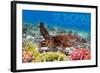 St. Thomas, U.S. Virgin Islands - Sea Turtle and Coral-Lantern Press-Framed Art Print