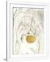 Gramercy White
