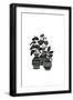 Black Frame