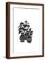 Brown Frame