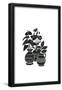 Essential Black