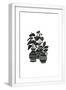 White Frame