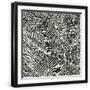 Black Frame